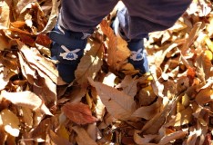 「IeNiwa季節めくり」Vol.2/No.21 霜月/11月《立冬》