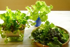 「IeNiwa季節めくり」Vol.3/No.2 睦月/１月《大寒》